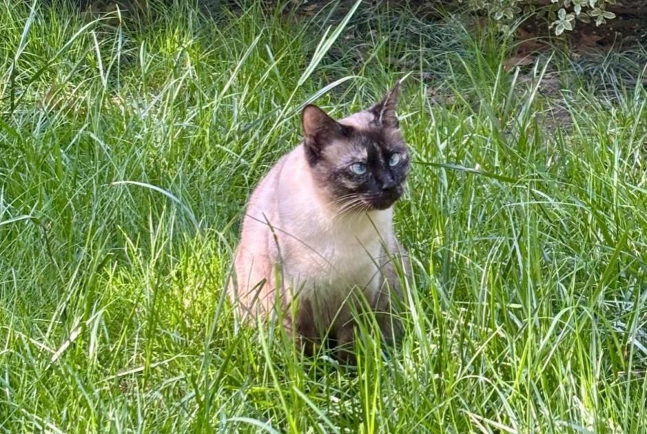 Vermisstmeldung Katze  Weiblich , 4 jahre Issy-les-Moulineaux Frankreich