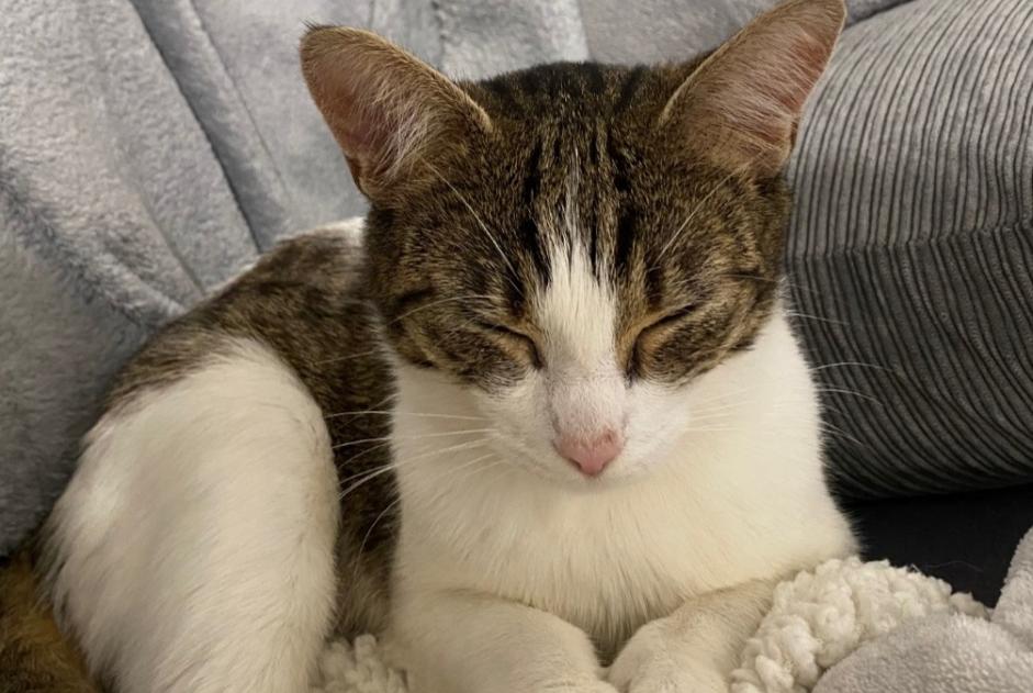Active Alert Lists In The Department Pet Alert 92 Pet Alert Hauts De Seine France